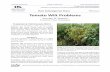 Plant Pathology Fact Sheet PPFS-VG-15 Tomato Wilt ProblemsFusarium & Verticillium Wilts Fusarium and Verticillium wilts are two fungal diseases that cause similar wilts in tomato.