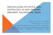 BRUCELLOSIS IN CATTLE AND BUFFALOES IN AND AROUND … · BRUCELLOSIS IN CATTLE AND BUFFALOES IN AND AROUND BIKANER, RAJASTHAN, INDIA Prof. (Prof. ( Dr. Dr.Dr. ) R.K. ) R.K. ) R.K.