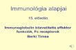 Immunológia alapjai · Immunológia alapjai 15. előadás Immunoglobulin közvetítette effektor funkciók, Fcreceptorok Berki Timea