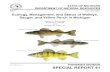 Perca ﬂavescens Yellow Perch Sauger...Walleye Sander vitreus, sauger Sander canadensis, and yellow perch Perca flavescens are related species in the fish family Percidae. Walleyes