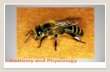 Anatomy and Physiology - SC State Beekeepers …...Respiratory system 1. Insects have no lungs or centralized respiratory system. 2. System of trachea which carry oxygen to and CO2