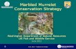 Marbled Murrelet Conservation Strategy - WA - DNR...0 Marbled Murrelet Conservation Strategy Washington Department of Natural Resources US Fish and Wildlife Service June 2013 Photo: