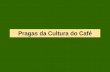 Pragas da Cultura do Café - Unesp · 2016-07-18 · do cafeeiro com o uso do ovipositor -Ninfas penetram no solo (20 a 50 cm) -Fixam-se nas raízes, onde sugam a seiva -A fase ninfal