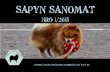 SAPYN SANOMAT - WordPress.com · 2016-03-03 · 5 SAPY, VARSINENJÄSEN Perustiedot: Anna-Kaisa Jyrkkänen, Tampere Olen ollut SAPYn jäsenenä vuodesta 2010 ja hallituksessa aloitin
