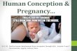 Human Conception & Pregnancy · Human Conception & Pregnancy… During intercourse, over 200 MILLION SPERM are released into the UTERUS.However, only a FEW HUNDRED make it into the