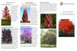 drained soil. 2017 FREE TREE2017 FREE TREE PLANTING PROGRAM City of Mt. Pleasant Red Horse Chestnut The Red Horse Chestnut tree features an oval to rounded canopy full of large, dark