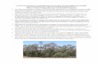Approved Conservation Advice (including listing advice ... · Approved Conservation Advice – Hunter Valley Weeping Myall (Acacia pendula) Woodland 31. DESCRIPTION OF THE ECOLOGICAL