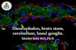 Diencephalon, brain stem, cerebellum, basal ganglia.semmelweis.hu/anatomia/files/2018/02/20180502A_Katz_Sandor_en.pdf · cerebellum, basal ganglia. Sándor Katz M.D.,Ph.D. Diencephalon