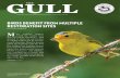 BIRDS BENEFIT FROM MULTIPLE RESTORATION SITES - Golden Gate Audubon Societygoldengateaudubon.org/wp-content/uploads/TheGull_Fall16_FINAL_web.pdf · National Audubon. Be part of the