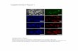 Fully reprogrammed NGFP2 secondary MEFs …...Pluripotence gene reactivation in MEF-derived secondary iPS cells Fully reprogrammed NGFP2 secondary MEFs reactivated the endogenous Nanog