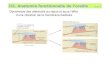 III. Anatomie fonctionnelle de l’oreille cours 3neurocomp.univ-lille1.fr/Cours 2011-2012/Audition cours 4... · 2011-11-25 · Anatomie fonctionnelle de l’oreille cours 3 Dynamique
