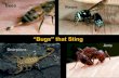 “Bugs” that Sting...functional stinger and (most) can inject some type of venom ... The only insect that regularly leaves a stinger in the skin is a worker honey bee. Honey Bee
