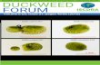 Newsletter of the Community of Duckweed Research and ...€¦ · The 3rd International Steering Committee on Duckweed Research and Applications Members • Chair: Prof. Eric Lam,