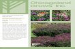 Chicagoland Grows · ‘Summer’s Swan Song’ PP28,556. The Summer’s Swan Song ironweed was selected in 2012 from a cross made in . 2010 of . Vernonia lettermannii. and . V. angustifolia