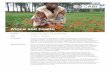 Africa soil health - ASHCafricasoilhealth.cabi.org/.../04/ASHC-project-flyer... · Africa soil health Locations Ethiopia, Ghana, Nigeria, Tanzania and Uganda Dates 01/07/2015 –