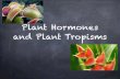 Plant Hormones and Plant Tropisms - Polk School District...Plant Tropisms Tropism: growth that occurs in response to an environmental stimulus such as sunlight or gravity Gravitropism