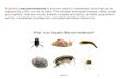 macroinvertebrate is the term used for invertebrate fauna ... · A [benthic] macroinvertebrate is the term used for invertebrate fauna that can be captured by a 500-‐µm net or