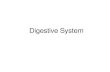 Digestive System - nwtech.k12.wa.us Digestive System â€¢ The digestive system consists of the organs