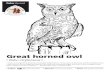 Great horned owl - National Park Service€¦ · 15/04/2020  · Great horned owl ( Bubo virginianus ) “ I saw two large Owls [6] with remarkable long feathers on the sides of the