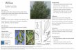 Willow Ecological Role: Salix lucida · sagewort, dream plant, wormwood. Habitat: Mugwort is commonly found in riparian habitats. This shrub needs sunlight, it will not survive in