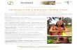 ORANGUTAN & DAYAK TRIBE TOUR - Guidepost Tours · Guidepost Discovery & Cultural Tours in Indonesia ORANGUTAN & DAYAK TRIBE TOUR 6Day/5Night PACKAGE in CENTRAL KALIMANTAN This tour