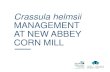 Crassula helmsii MANAGEMENT AT NEW ABBEY CORN MILL · HES 2011 (Canmore Ref: DP00108270) HES 2019 (Method Statement) INITIAL MANAGEMENT SCREENING AND WASTE MANAGEMENT Rock Dam Filters
