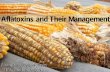Aflatoxins and Their Management · 2018-05-10 · . Aflatoxin Contamination Occurs in Two Phases. Phase I: Before Crop Maturity Developing crops become infected. Associated with crop