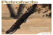 Picture Petrofacts competition: The winning entry …...2 January 2012 Cover image: A Saker Falcon, Banyan Tree, Ras Al Khaimah. The winning entry in the Picture Petrofac competition