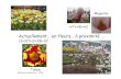Actuellement… en fleurs… à proximitéunt-ori2.crihan.fr/unspf/2009_Paris11_Simon_FleursProximite.pdf · • Fleurs 5S + 5P + (5+5) E + 5C –parfois tétramère – gamopétale
