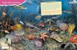 Small and awesome - Marine Conservation Society · Small and awesome he seas around the UK are bursting with life, and size isn’t everything. We do have big whales, sharks and turtles,