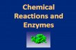 Chemical Reactions and Enzymes€¦ · •Most enzymes are found in the cytoplasm of cells, some are found within individual organelles. Enzymes •Enzymes are proteins that act as