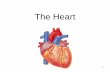 The Heart · 2019-11-09 · Heart sounds Called S1 and S2 S1 is the closing of AV (Mitral and Tricuspid) valves at the start of ventricular systole S2 is the closing of the semilunar