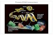 Protein-DNA Interactions · Transcription of DNA sequence into RNA sequence RNA 1 RNA 2 RNA 3 Translation (on the ribosome) of RNA sequence into protein sequence and folding of protein