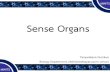 Sense Organs - MWITbiology.mwit.ac.th/Resource/AnatomyPDF/13_Sense_2_2018.pdf · ถ้าแสงตกลงที่ Fovea centralis ซึ่ง เป็นบริเวณที่มีเซลล์รูปกรวยจ