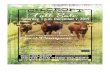 Guest ConsignersLOT 13 TRURAY’S TANGO 8T FULLBLOOD COW . Reg. # 518064 FB . Tattoo: GTR 8T . Fullblood cow . Birthdate: March 6, 2007