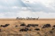 Serengeti National Park Pavilion - Amazon Web …...Serengeti national park is located in the Maya and Simiyu regions of Tanzania and is famous for its annual migration of white-bearded