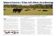 Vaccines: Tip of the Iceberg - Angus Vaccines: Tip of the Iceberg Author: Paige Nelson Subject: Practicing veterinarian explains the management strategies required in a herd health