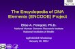The Encyclopedia of DNA Elements (ENCODE) Project · 2014-01-10 · The Encyclopedia of DNA Elements (ENCODE) Project Elise A. Feingold, Ph.D. National Human Genome Research Institute