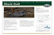 Species Profile Factsheet and Habitat Scorecard - Black Rail · 2015), they are locally important in the Lower Arkansas River Basin. Species Distribution Range Black rails are widely,