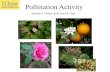 Pollination Activity - Jenn Weber, PhD: Eco/Evo of ... · Instructions for Pollination Activity The goal of this activity is to have the maximum fertilization success Each student