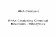 RNAs Catalysing Chemical Reactions - Ribozymes · Reactions - Ribozymes. autocatalytic group I introns (Tetrahymena Ribozyme) RNase P from E. coli. 1982: discovery of the catalytic