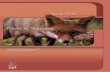 Invasive Animals Cooperative Research Centre · University of Sydney, Sydney, NSW 2006, Australia ... of foxes into Tasmania and an analysis of subsequent management actions. The