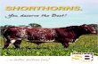 78295 Shorthorn Beef-Promo Bk · 1-6) returned on average a $62/head loss in performance. Shorthorn cattle in the trial averaged 1.8. Holmes and Sackett measured labour costs amongst