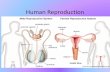 Human Reproduction - SD41blogs.ca · 2019-10-21 · Human Reproduction . Male Reproductive System •The male sex cell is a sperm cell •The whole purpose is to produce and deliver