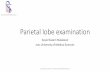 Parietal lobe examinationandishesr.com/wp-content/uploads/parietal-lobe-exam.pdf · •Acalculia (lt) •Agraphestesia •Agraphia (lt) •Apraxia, dressing •Constructional apraxia