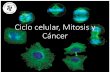 Ciclo celular, Mitosis y Cáncer … · Etapa de crecimiento y preparación para la división celular. Gran actividad metabólica. Etapa de mayor duración del ciclo celular. Se divide