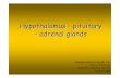 Hypothalamus - pituitary - adrenal glands Physiotherapy 2011 · Hypothalamus - pituitary - adrenal glands Magdalena Gibas-Dorna MD, PhD Dept. of Physiology University of Medical Sciences