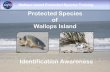 Protected Species Training - NASA · Wallops Island Protected Species Training What do we monitor? Threatened & Endangered species in the area: piping plover marine sea turtles Why