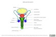 Male genital system · Female genital system greater vestibular (Bartholin’s) gland vaginal opening labia minora labia majora clitoris bulb (corpus spongiosum) crus of clitoris
