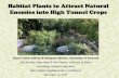 Habitat Plants to Attract Natural Enemies into High Tunnel ...entlab/High Tunnel IPM... · Hypothesis: Including habitat plant systems within high tunnels will attract wild &/or released
